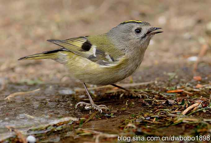 戴菊迎春 戴菊迎春