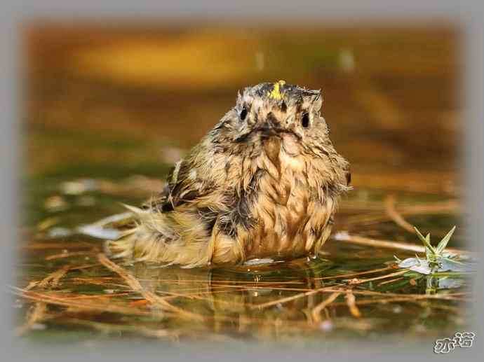 大年初三 wbr wbr戴菊洗涮 大年初三 wbr wbr戴菊洗涮