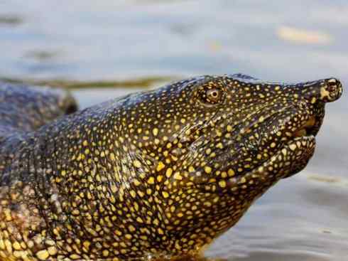 玄武:传说的兽原型探秘(鳖) 玄武:传说的兽原型探秘(鳖)