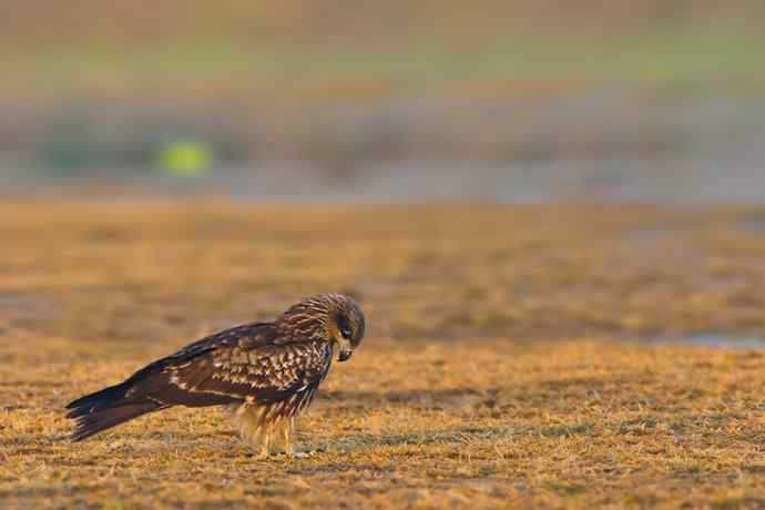 伍猛登科鈥斺斅涞匕嬷写笮兔颓
