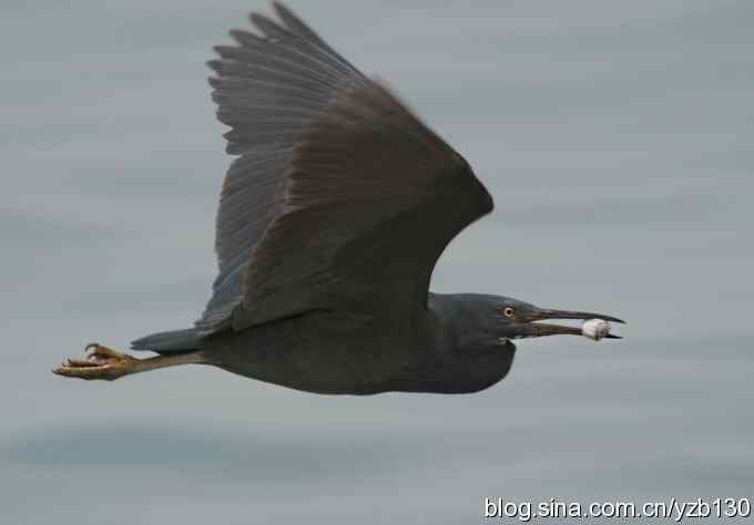 世界濒危鸟类鈥斺斞茵兀ㄗ橥迹 世界濒危鸟类鈥斺斞茵兀ㄗ橥迹
