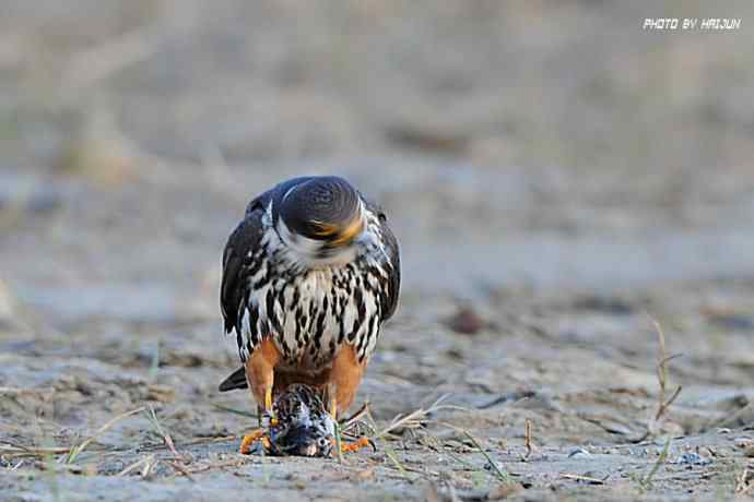 秋实（鹤鹬 wbr遗鸥 wbr扇尾沙锥 wbr金斑鸻）