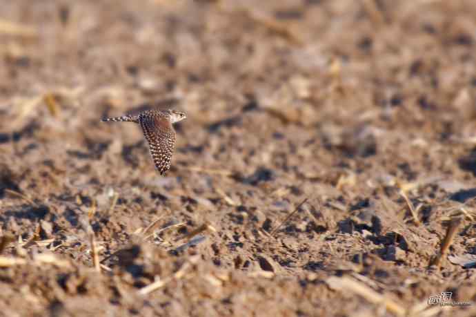 【野鸭湖的鸟】灰背隼