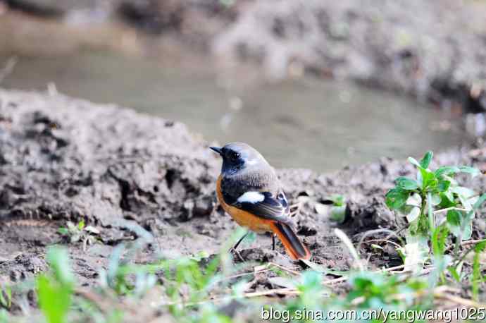 雄性北红尾鸲（18）