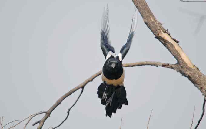 北京植物园赏鸟（十七），喜鹊（组图）