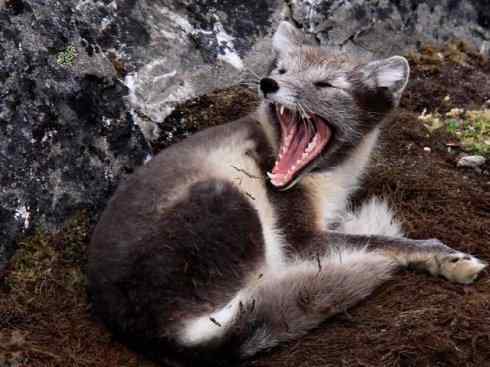 犬科：狐亚科之北极狐（雪鸮、雷鸟）