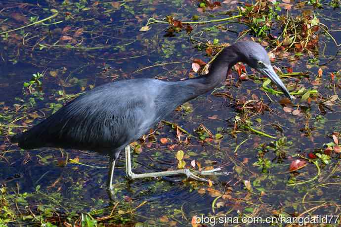 小蓝鹭（2）