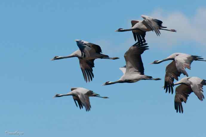 鹤舞秋风劲 蓝天浮云长