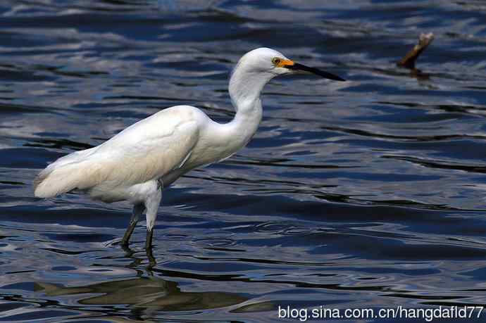 雪鹭(15) 雪鹭(15)