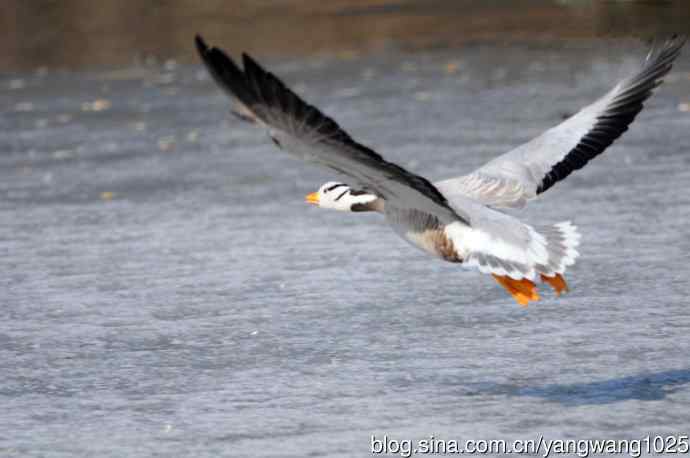 斑头雁（抓拍）14