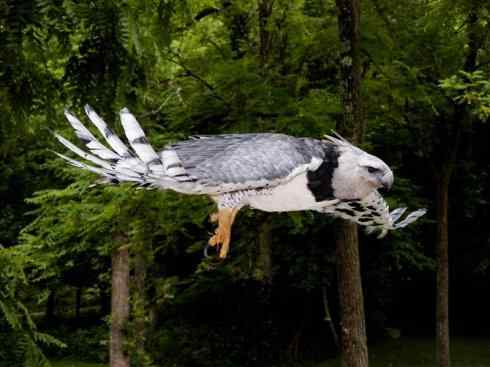 犬科：狐亚科伪狐属之阿根廷狐、山狐、达尔文狐