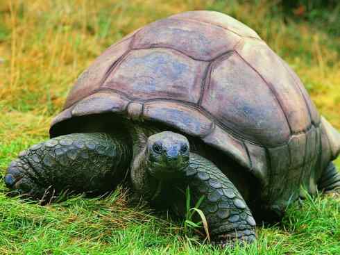 玄武：传说的兽原型探秘（象龟）