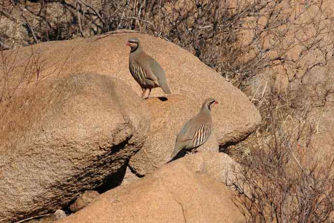 山岩上的石鸡★ 山岩上的石鸡★