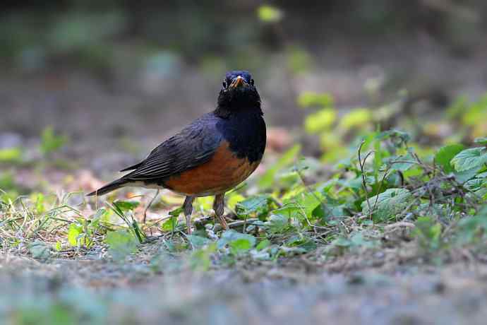 【新鸟】黑胸鸫和乌灰鸫