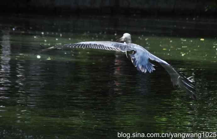 再拍大鹈鹕 wbr wbr1