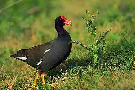 黑水鸡叫声下载