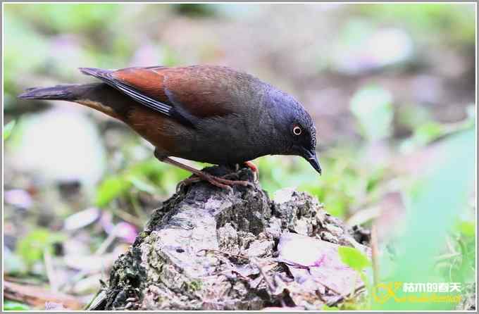雨天拍到鈥溊醣逞茵意潯菊掌