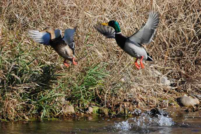【新鸟】游白河 wbr初识长尾鸭 【新鸟】游白河 wbr初识长尾鸭