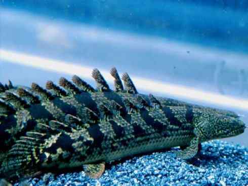 鱼类活化石:多鳍鱼 鱼类活化石:多鳍鱼