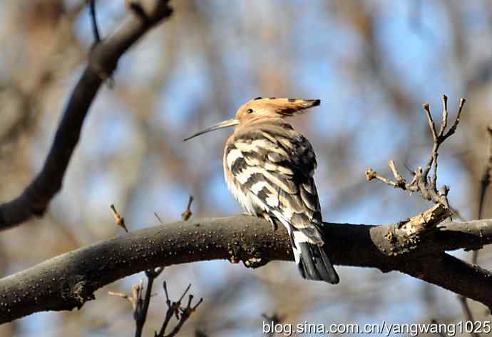 天坛公园又遇戴胜(餐后休息) 天坛公园又遇戴胜(餐后休息)