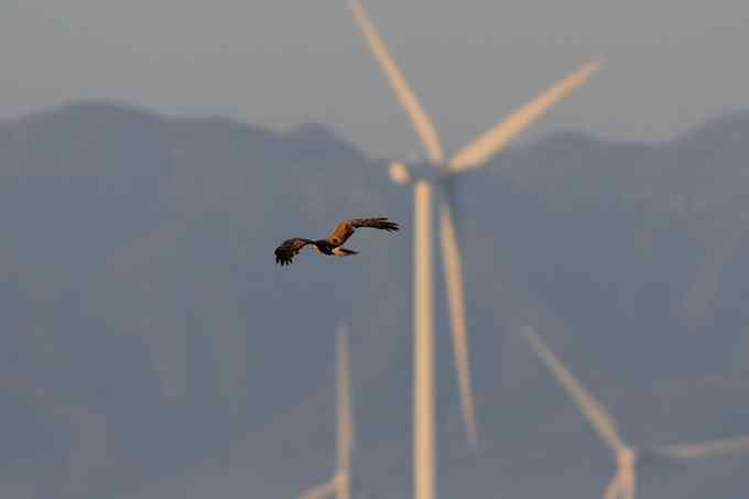 【新鸟】鹊鹞（雌）：野鸭湖之秋