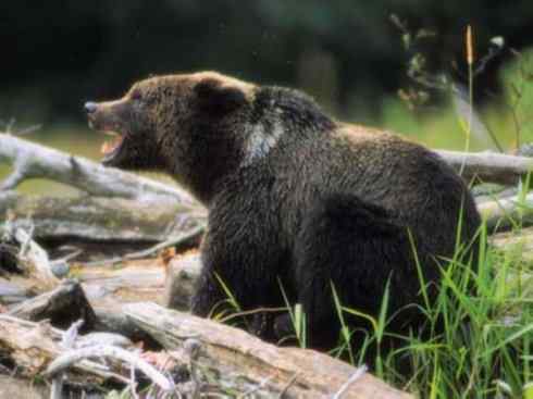 十大喜食蜂蜜动物:棕熊 十大喜食蜂蜜动物:棕熊