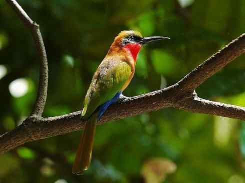 绝色攀禽：佛法僧目之蜂虎4