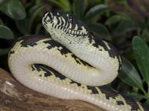 龙：传说的兽原型探秘（树蟒类）