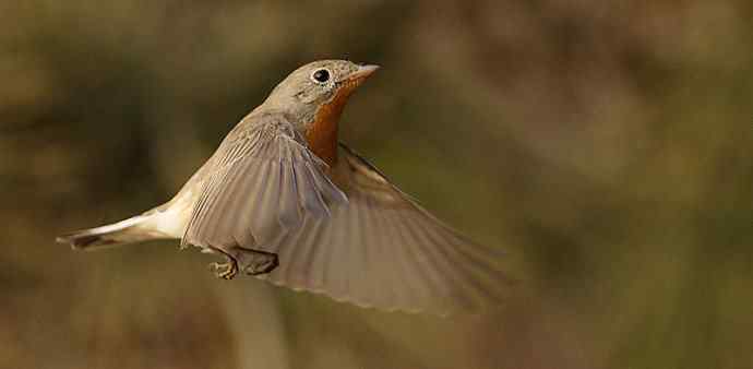 红胸姬鹟的美丽飞翔