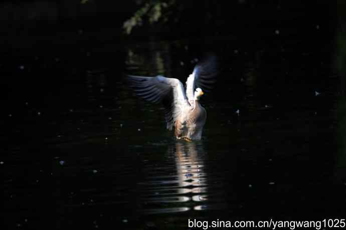 游水的斑头雁与翘鼻麻鸭