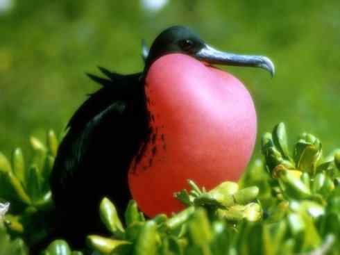 天生猎手：非猛禽类猎手之五（海上霸主军舰鸟、海鸥）