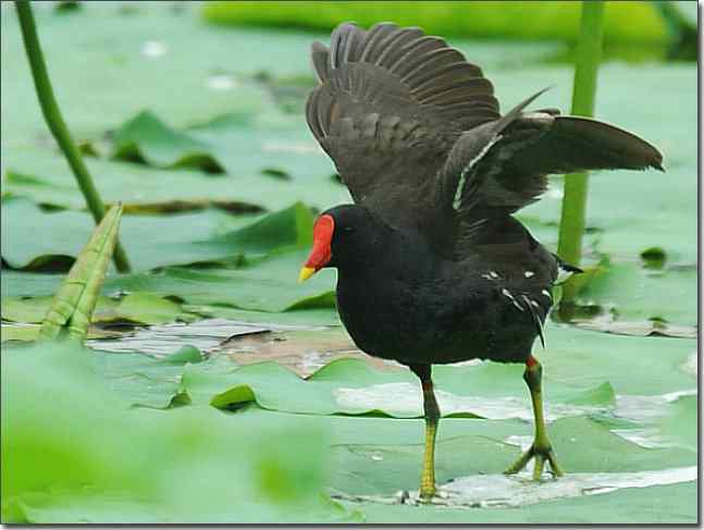 奥体公园观赏黑水鸡