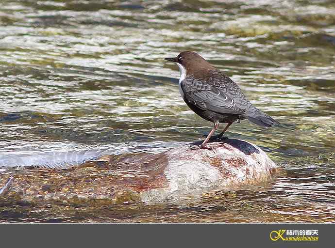 孟屯河拍鈥満游阝潯臼蹬摹