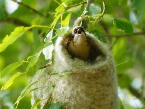 十大鸟类建筑师之二（织布鸟、维达雀）