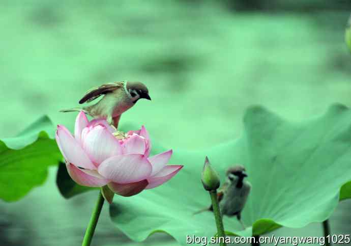 雀与荷 wbr3（领地之争纪实）