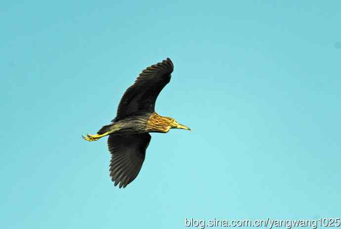 飞(夜鹭)72 飞(夜鹭)72