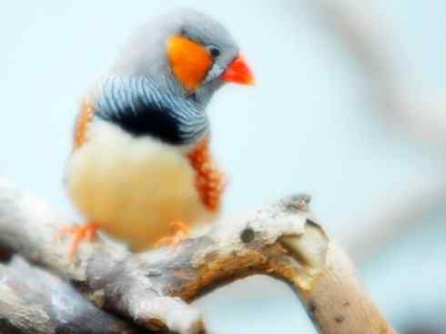 美丽无罪：雀鸟之雀类