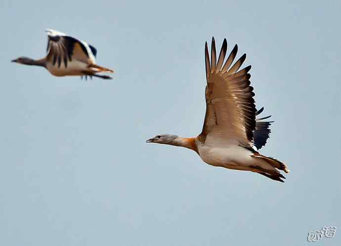 密云水库&nbsp;wbr路&nbsp;wbr大鸨