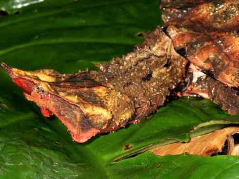 玄武：传说的兽原型探秘（玛塔龟）