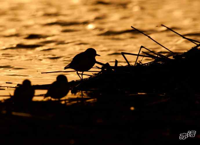 官厅水库&nbsp;wbr路&nbsp;wbr环颈鸻