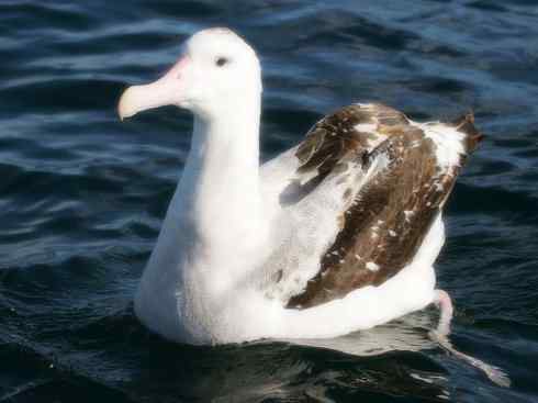 天生猎手：非猛禽类猎手之四（荒漠猎手走鹃）