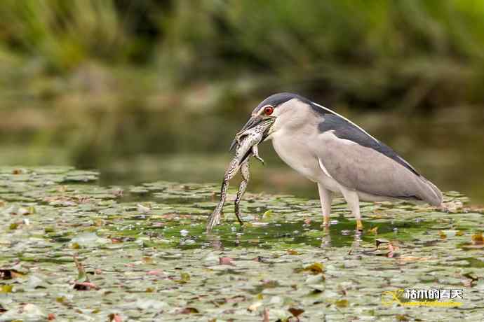 夜鹭的饕餮大餐