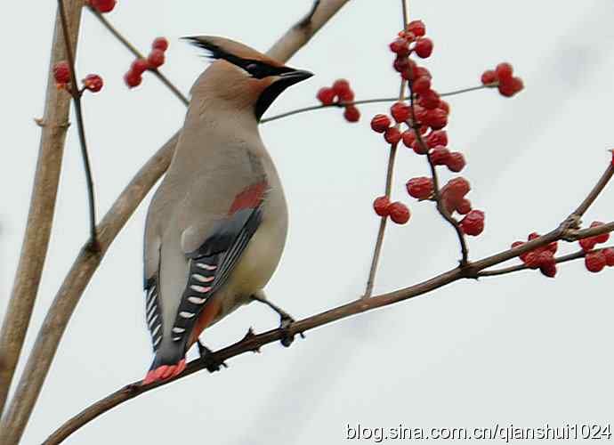 大太平.小太平(植物园) 大太平.小太平(植物园)