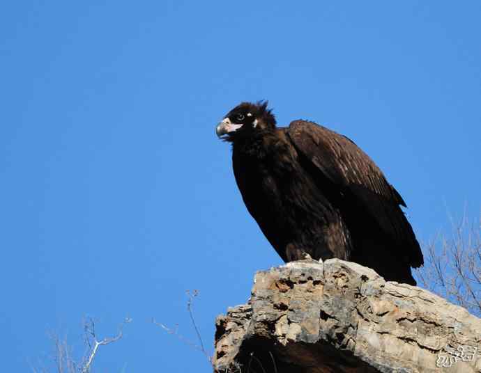 大鹏展翅（两组一气呵成连续拍摄的秃鹫起飞版）