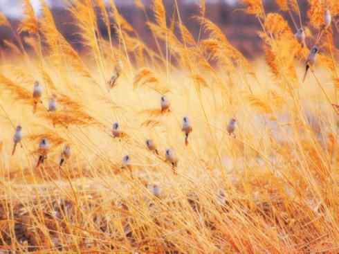 家禽驯化之源之二十