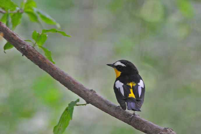 雄性白眉姬鹟（16）