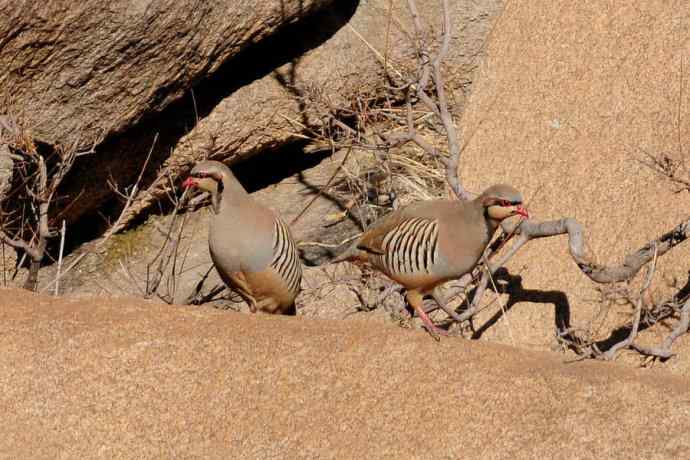 山岩上的石鸡★ 山岩上的石鸡★