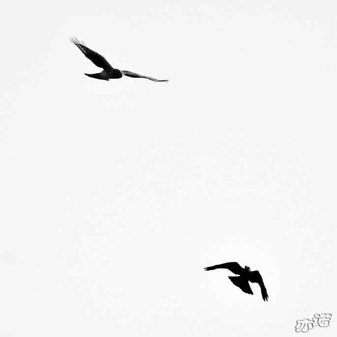 北京西山 wbr路 wbr拦路的乌鸦 北京西山 wbr路 wbr拦路的乌鸦