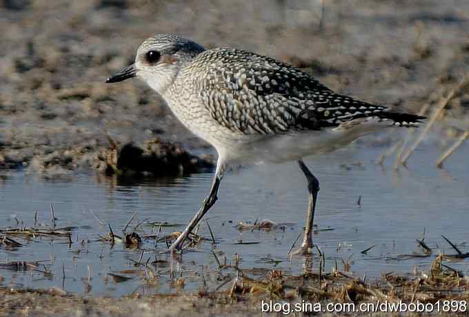 美丽的小灰斑 美丽的小灰斑