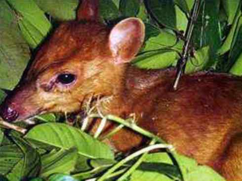 麒麟：传说的兽原型探秘（麂）